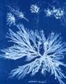 a blue and white cyanotype work of art